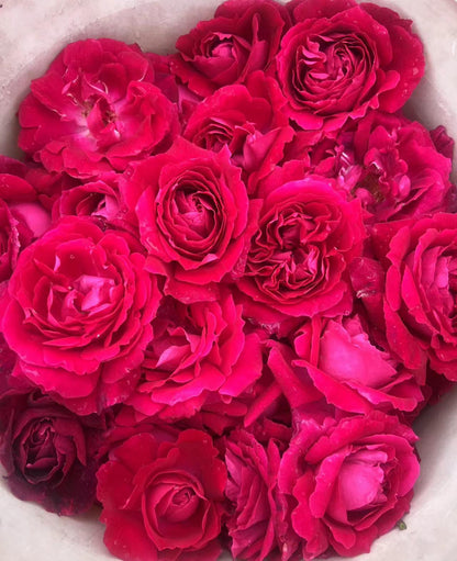 Wild Rose [Triple Rose Infusion]